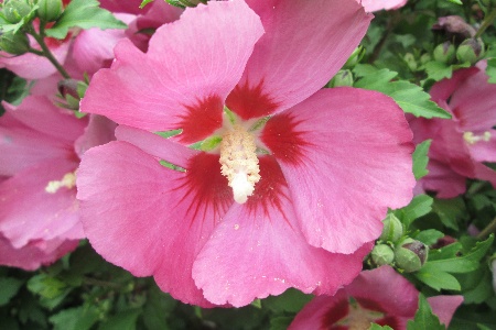 like most other varieties of hibiscus, aphrodite hibiscus, have a combination of different colors that are eye-catching