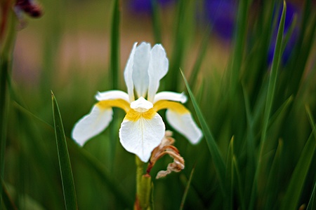 apollo irises