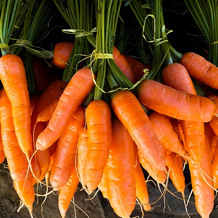 babette carrot