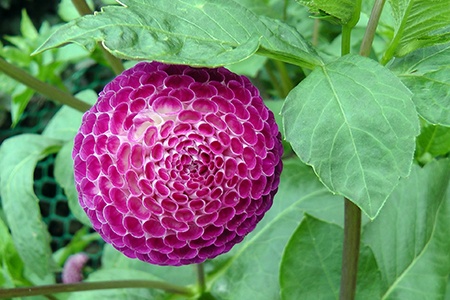 some dahlia species like ball dahlias have petals that are forming a round shape