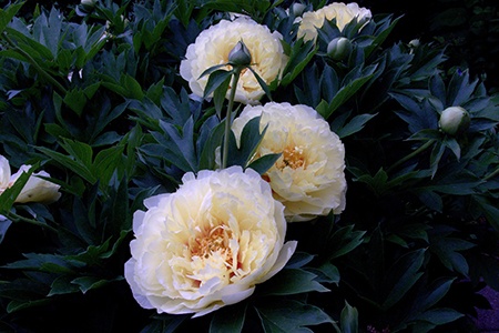 bartzella peony