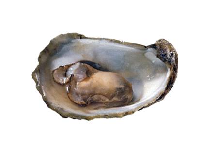 some different types of oysters like beausoleil oysters are considered to be the most unique oysters due to their size and flavor