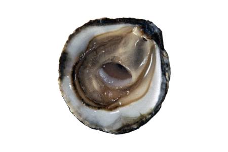 some oyster names gives us a clue about their shape; and, as its name suggests, belon oysters have round-shaped flat shells