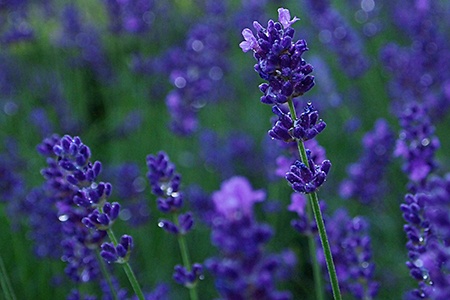betty's blue english lavender