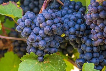 black muscat grapes