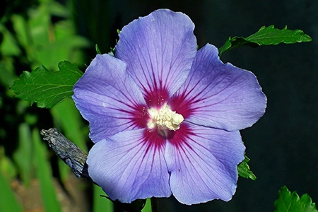 unlike different types of hibiscus flowers, blue bird hibiscus has a unique color variation with lilac-blue petals, burgundy center and white stamen