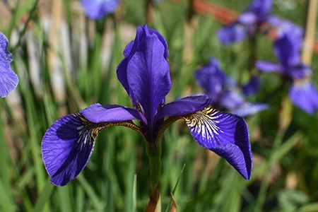 blue moon irises
