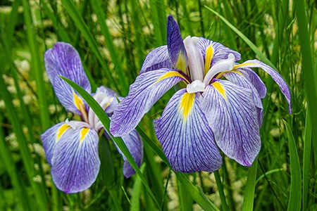 blue spritz irises