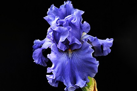blueberry fair irises