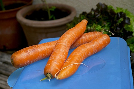 bolero carrot is not much different than other carrot types