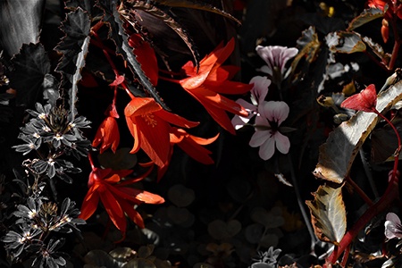 boliviensis begonia