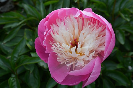 unlike other peony types, bowl of beauty peonies can hold on to its blooms