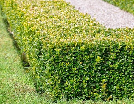 boxwood shrub hedge