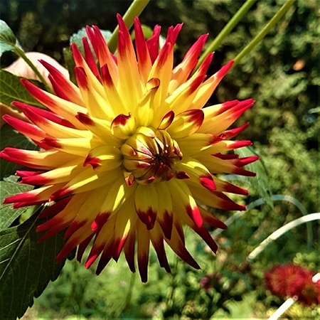 cactus dahlias are varieties of dahlias that have different petal patterns in comparison to all other dahlias