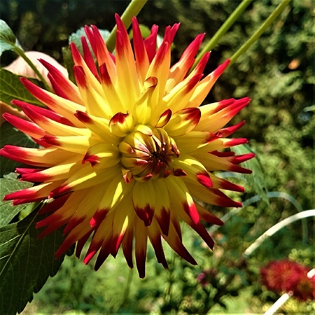 11 Main Types of Dahlias & the Colorful Varieties Within - Worst Room