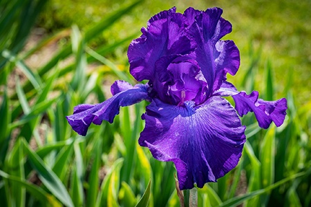 some iris flower types have rich and deep colors and caesar's brother irises are one of them