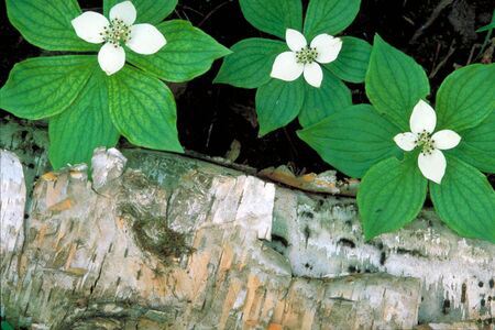 some dogwood tree types are like canadian bunchberry dogwoods grow very low to the ground