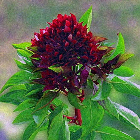 cardinal basil