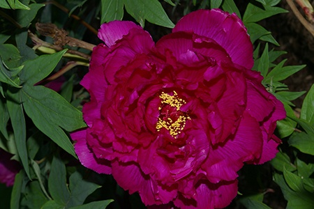 among all varieties of peonies, cardinal vaughan peony can live through all seasons