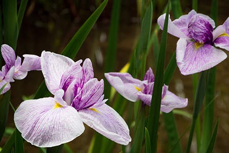 carol johnson irises