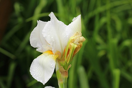 there are different kinds of irises that are mainly white color and casablanca irises are one of them