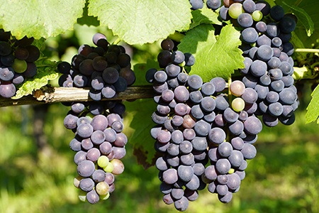 champagne grapes