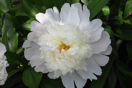 charlie's white peony