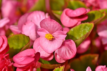 charm begonia