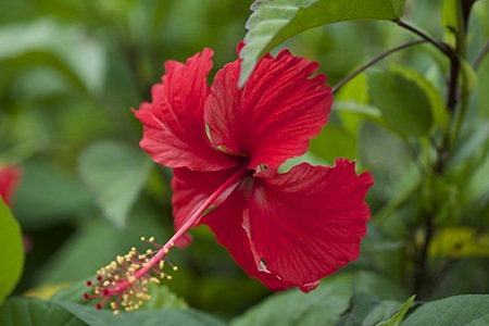 checkered hibiscus