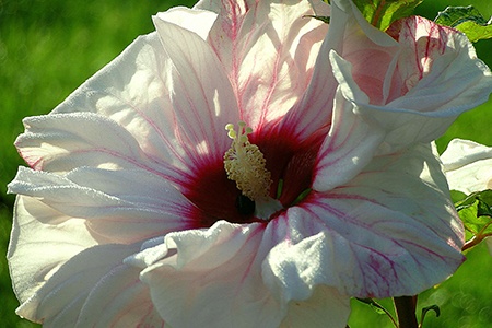different types of hibiscus can be used as decorative flowers and cherry cheesecakes are one of them