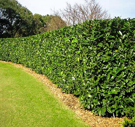 cherry laurel hedge varieties are popular due to the wide range of climates they can thrive in