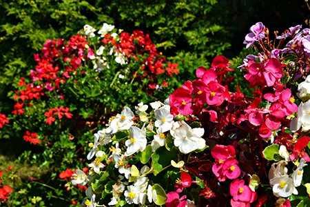 some begonia varieties, like cocktail series begonias, offer a wide range of colors 