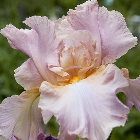 coho irises