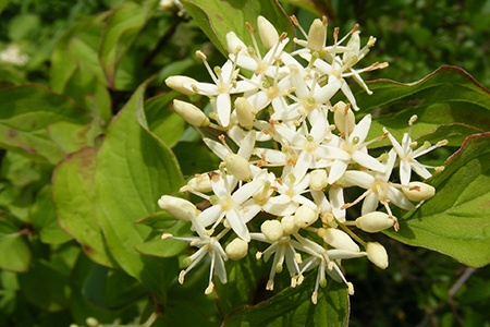 some dogwood varieties like commond dogwood are native to europe and western asia