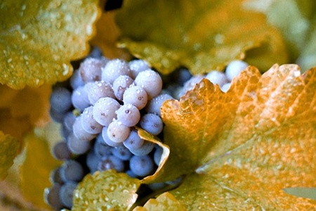 concord grapes are the most common grape types all over the world