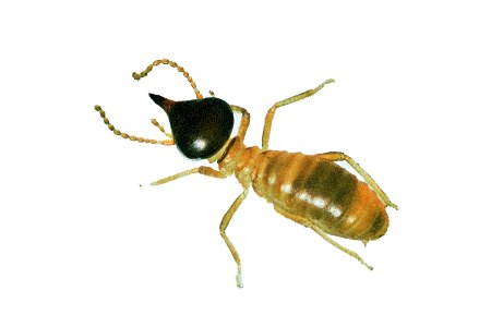 some termite types like conehead termites specifically targets timber and trees