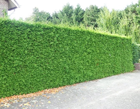 among the different types of hedges the conifer hedge is possibly the most popular