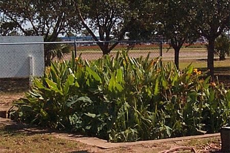 some kinds of septic systems, like constructed wetland system, allow the user to grow certain plants in wetland cell