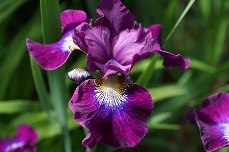 contrast in style irises