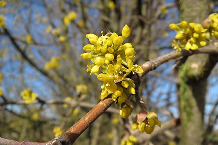 some types of dogwood, like cornelian cherry dogwoods have yellow flowers