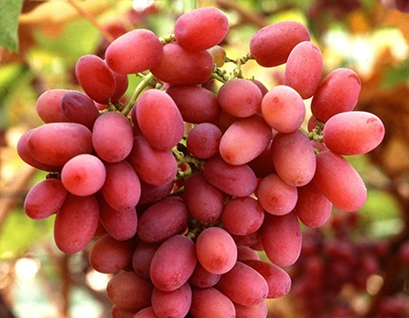 crimson grapes