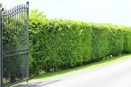 cypress kinds of hedges are wonderful evergreens