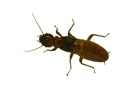 there are different species of termites like dampwood termites that are not dependent to soil