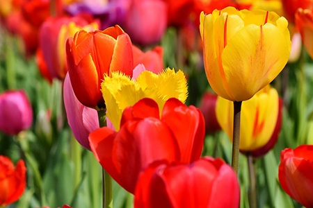 unlike many other varieties of tulips, darwin hybrid tulips bloom in mid-spring and they last for a significant amount of time