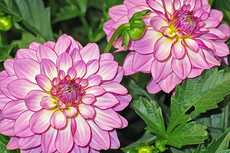 one of the most beautiful dahlia flower types is decorative dahlias