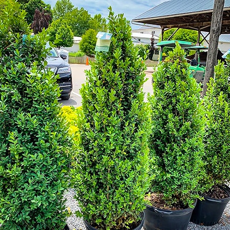 dee runk boxwood types are much taller and thinner than you'd expect with other shrubs