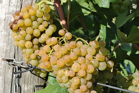 dominga grapes