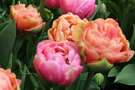 there are different kinds of tulip, like double tulips, that have double flowers
