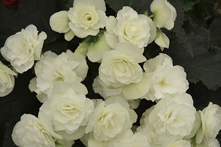 doublet white begonia