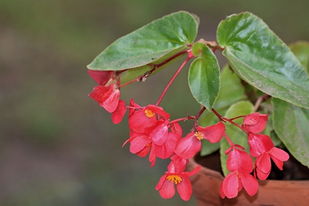 dragon wing begonia